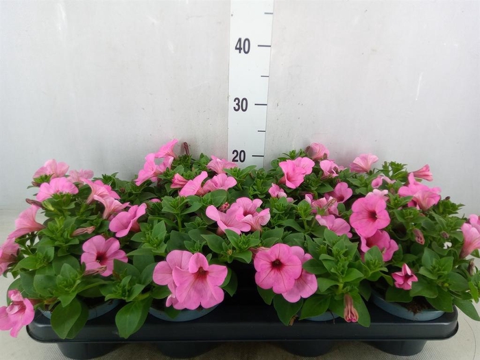 <h4>Petunia ...</h4>