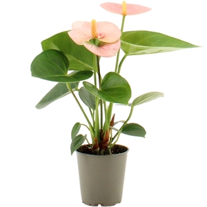 Anthurium Pearl Spirit in transparant sleeve