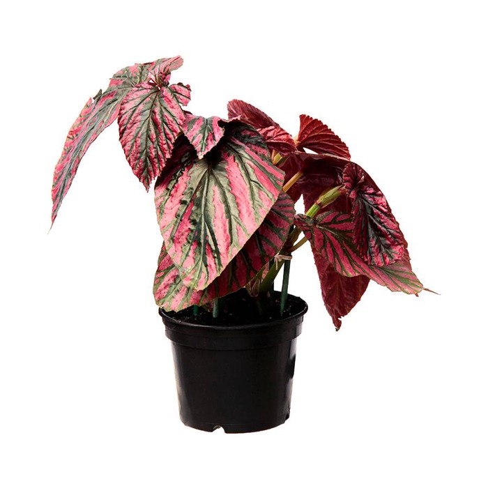 <h4>BEGONIA BREVIRIMOSA P15</h4>