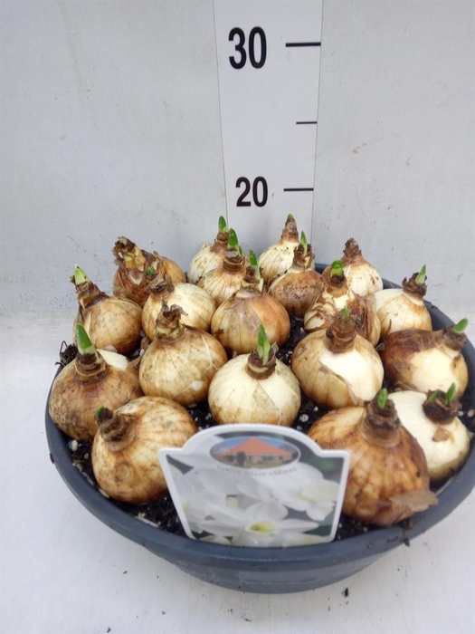 <h4>Narcissus ...</h4>