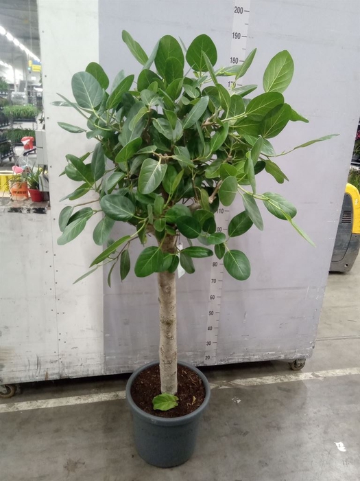 <h4>Ficus benghalensis 'Audrey'</h4>