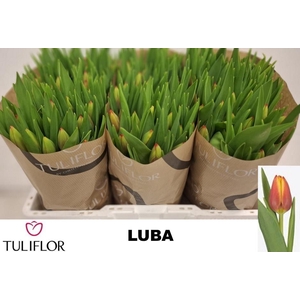 TU EN LUBA