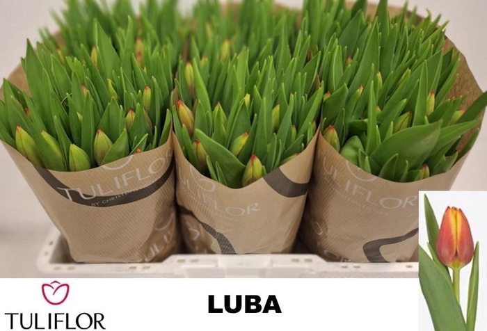 <h4>TU EN LUBA</h4>