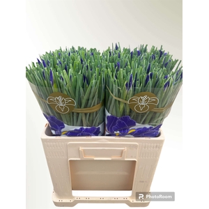 IRIS BLUE MAGIC