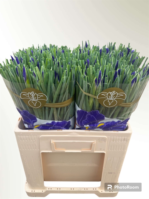 <h4>IRIS BLUE MAGIC</h4>