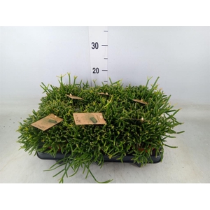 Rhipsalis burchellii