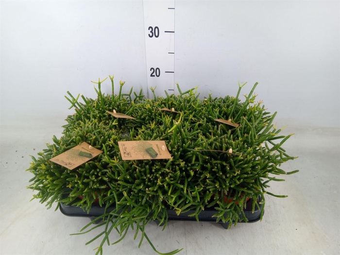 <h4>Rhipsalis burchellii</h4>