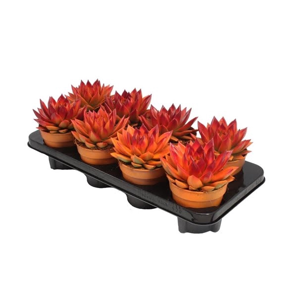 <h4>Echeveria Bicolor Orange/Red</h4>