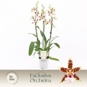 Cambria, White Renaissance 3-spike 'Exclusiva Orchidea'