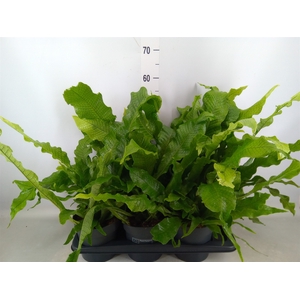 Microsorum musifolium 'Crocodyllus'