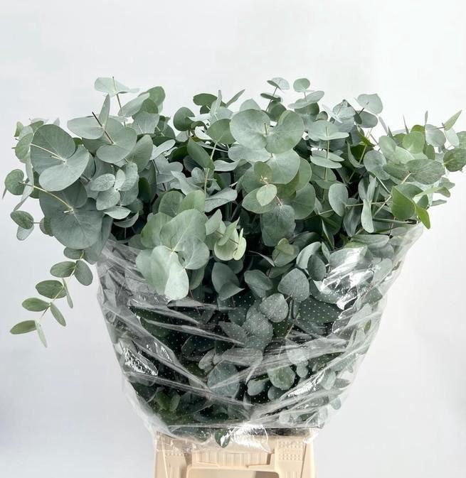 <h4>EUCALYPTUS 'CINEREA'</h4>