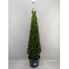 Buxus semp.   ...