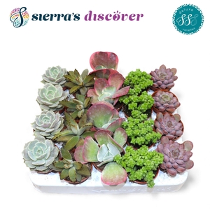 Discover® - Sevilla Succulents Mix (Deluxe)