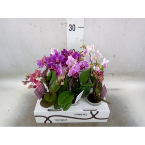 Phalaenopsis   ...mini