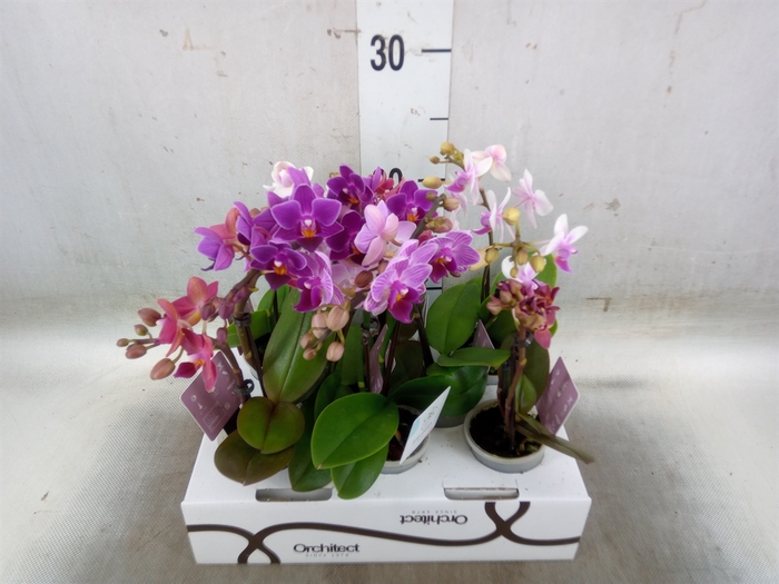 <h4>Phalaenopsis   ...mini</h4>