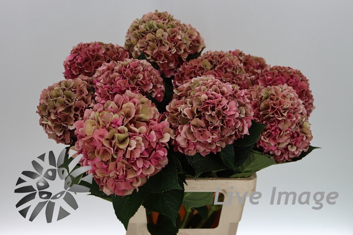 <h4>Hydrangea mag ruby red classic purple</h4>