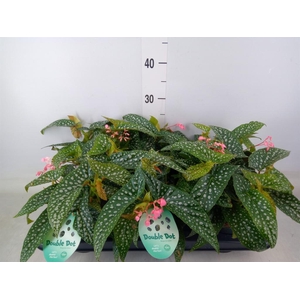 Begonia BD 'Double Dot'