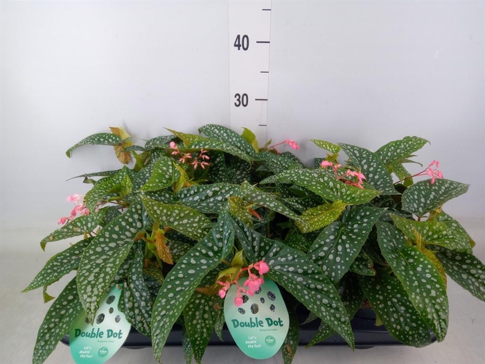 <h4>Begonia BD 'Double Dot'</h4>