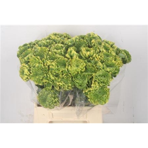 Ran Pon Pon Peterpan ( New )