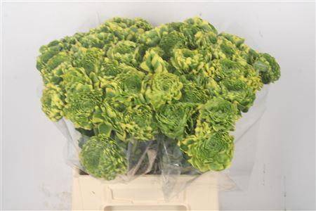 <h4>Ran Pon Pon Peterpan ( New )</h4>