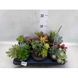 Succulents   ...