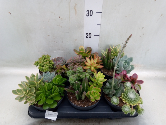 <h4>Succulents   ...</h4>