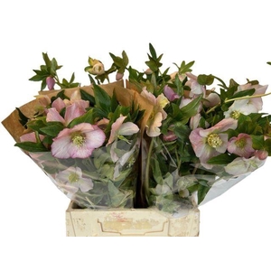 HELLEBORUS QUEENS LIGHT PINK