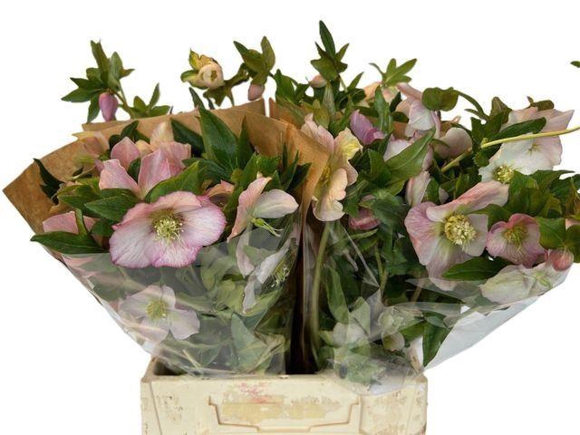 <h4>HELLEBORUS QUEENS LIGHT PINK</h4>