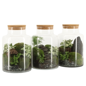 90777: Landscape terrarium arrangement
