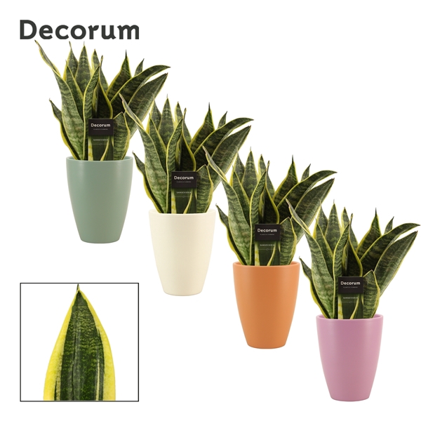 <h4>Sansevieria Superba 12 cm in Carly (Craft world-collection)</h4>