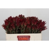 Leucadendron Blush Spray