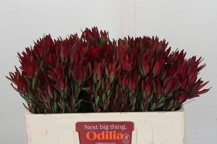 Leucadendron Blush Spray