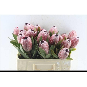 PROTEA PINK ICE
