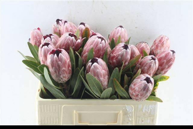 <h4>PROTEA PINK ICE</h4>