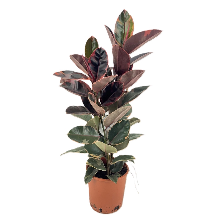 <h4>Ficus belize</h4>