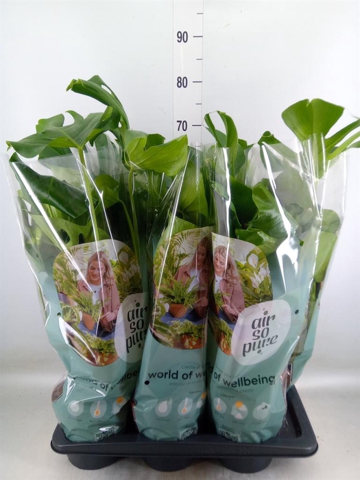 <h4>Monstera delic.</h4>