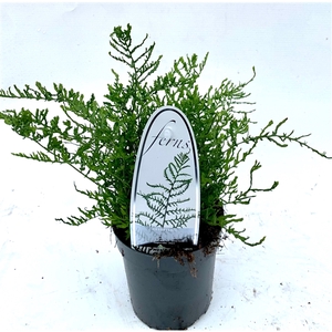 Dryopteris f-m 'Lin. Polydactyla' ES11 0,7l