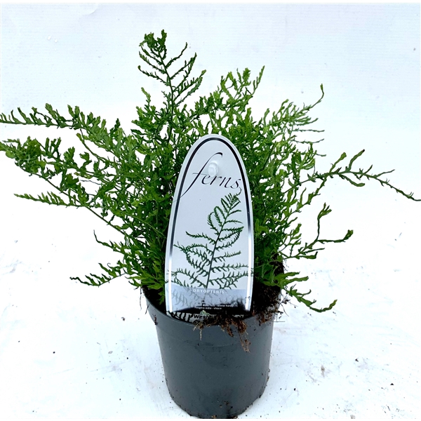 <h4>Dryopteris f-m 'Lin. Polydactyla' ES11 0,7l</h4>