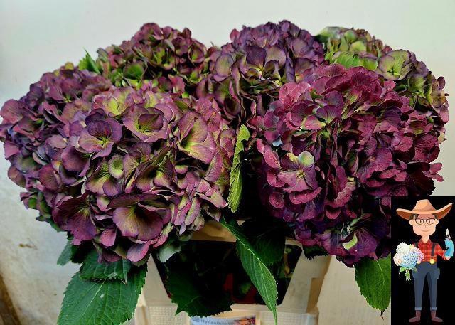 <h4>HYDR M ELBTAL CL</h4>