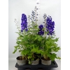 Delphinium el. 'PacG MagicFountian'