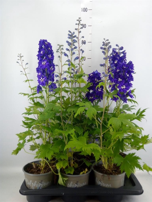 Delphinium el. 'PacG MagicFountian'