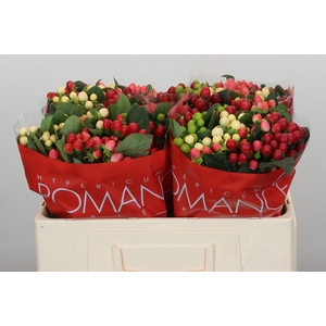Hypericum Rainbow Romance