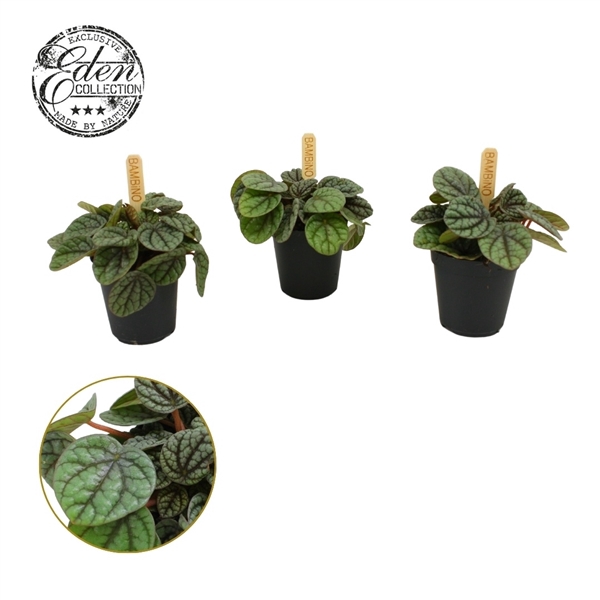 <h4>Peperomia Greyhound 5,5cm</h4>