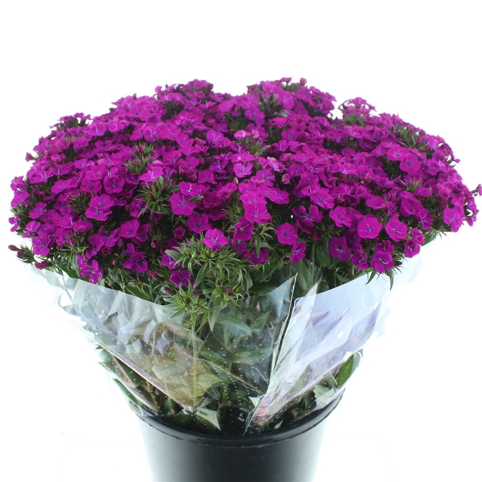 <h4>Di Barb Amazon Purple</h4>
