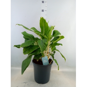 Aglaonema   ...