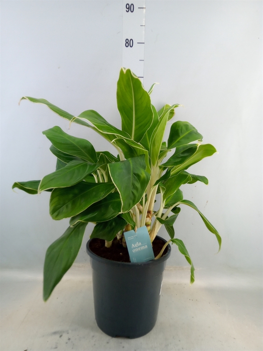 <h4>Aglaonema   ...</h4>