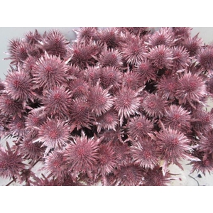 Eryn Magnetar Metallic Rood L6