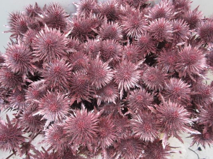 <h4>Eryn Magnetar Metallic Rood L6</h4>