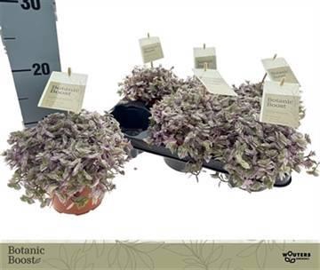 <h4>CALLISIA REP ROSATO</h4>