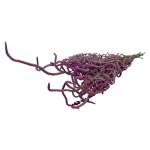 Bunch Snake Limonium L55